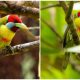 Discovering The Stunning Versicolored Barbet, The Bird with Vibrant, Psychedelic Feathers