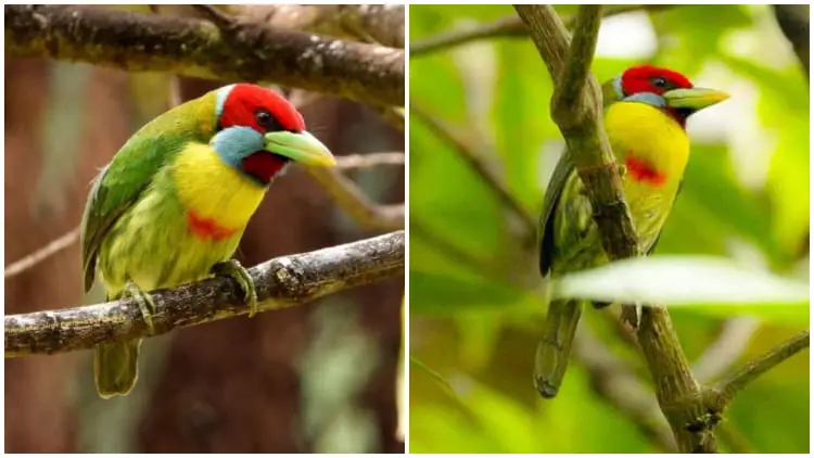 Discovering The Stunning Versicolored Barbet, The Bird with Vibrant, Psychedelic Feathers