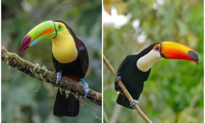 Discovering The Toucan, The Bird Has a Magnificent Beak