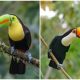 Discovering The Toucan, The Bird Has a Magnificent Beak