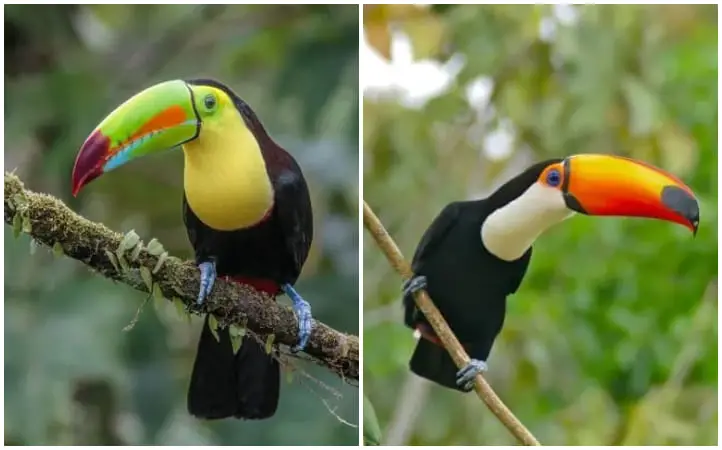 Discovering The Toucan, The Bird Has a Magnificent Beak