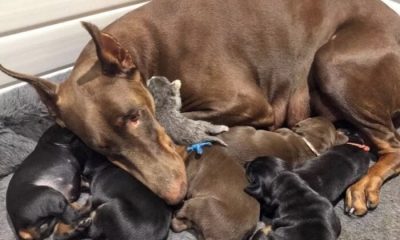 Doberman Dog Rescues and Cares for Tiny Abandoned Kitten, Take Care Of Her Just Like One of Her Own Puppies