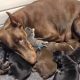 Doberman Dog Rescues and Cares for Tiny Abandoned Kitten, Take Care Of Her Just Like One of Her Own Puppies