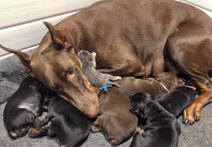 Doberman Dog Rescues and Cares for Tiny Abandoned Kitten, Take Care Of Her Just Like One of Her Own Puppies