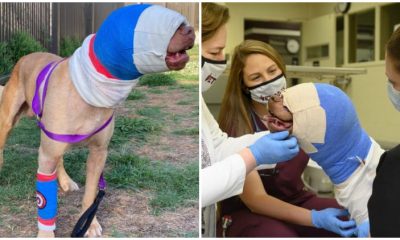 Dog Burned by Child's Fireplay Now Healed and Free from Bandages