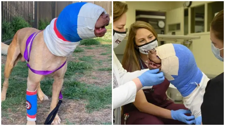 Dog Burned by Child's Fireplay Now Healed and Free from Bandages
