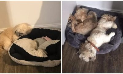 Dog Chooses Not to Sleep in His Bed to Remember His Beloved Friend