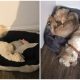 Dog Chooses Not to Sleep in His Bed to Remember His Beloved Friend