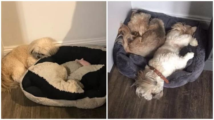 Dog Chooses Not to Sleep in His Bed to Remember His Beloved Friend