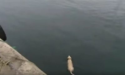 Dog Disappears Daily, Only to Discover a Surprising Water Adventure