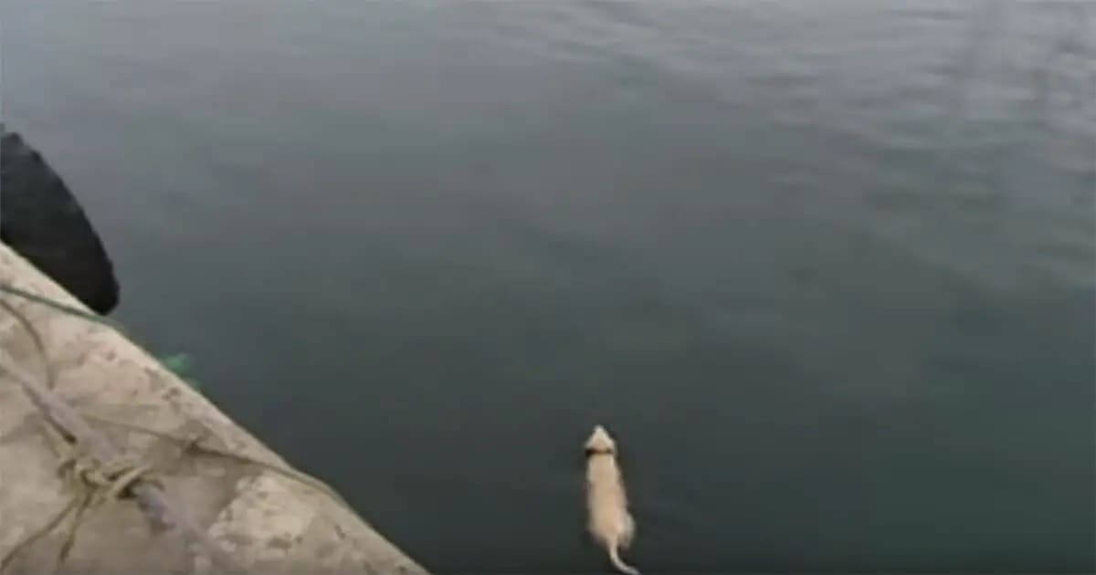 Dog Disappears Daily, Only to Discover a Surprising Water Adventure