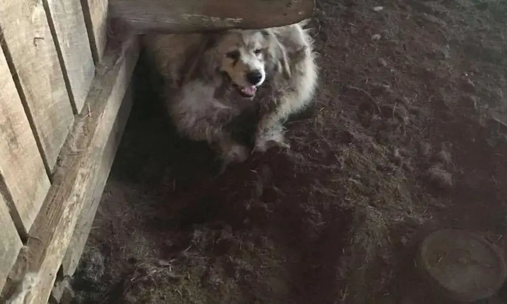 Dog Kept in Barn for 6 Years Gets Haircut and Undergoes Amazing Transformation