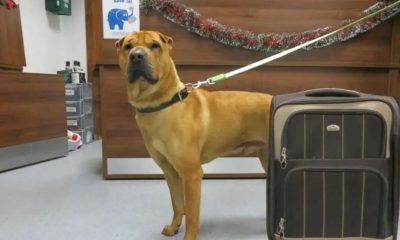 Dog Left Alone at Train Station with Suitcase Full of His Things