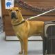 Dog Left Alone at Train Station with Suitcase Full of His Things