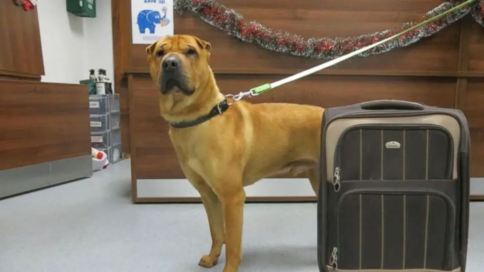 Dog Left Alone at Train Station with Suitcase Full of His Things