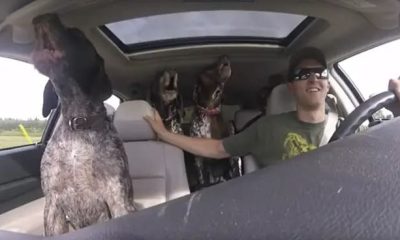 Dogs Get Extremely Excited When They Discover Their Destination