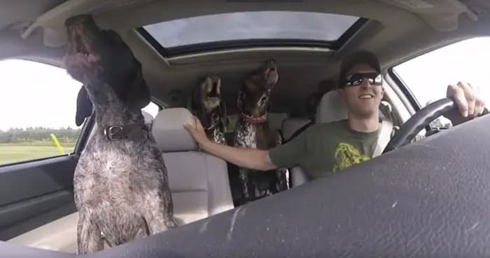 Dogs Get Extremely Excited When They Discover Their Destination