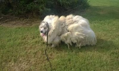 Dog's Incredible Transformation When Rescued From The Barn For Many Years After Haircut