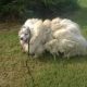 Dog's Incredible Transformation When Rescued From The Barn For Many Years After Haircut