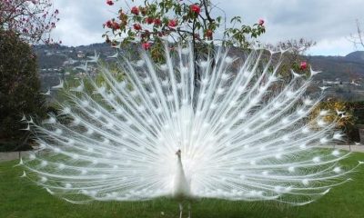 Explore the Enchanting White Peacock, the Exceptional and Beautiful Bird