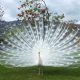 Explore the Enchanting White Peacock, the Exceptional and Beautiful Bird