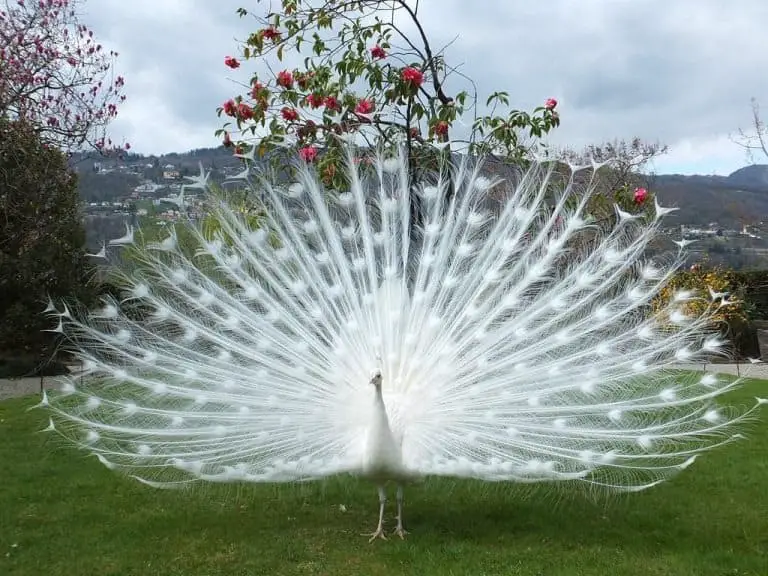 Explore the Enchanting White Peacock, the Exceptional and Beautiful Bird