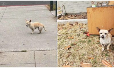 Faithful Dog Waits Patiently for His Beloved Family on the Street Where He Last Saw Them