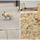 Faithful Dog Waits Patiently for His Beloved Family on the Street Where He Last Saw Them