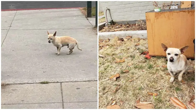 Faithful Dog Waits Patiently for His Beloved Family on the Street Where He Last Saw Them