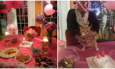 Family Celebrates Their Cat's 15th Birthday with a Special Party Called Quinceañera