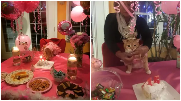 Family Celebrates Their Cat's 15th Birthday with a Special Party Called Quinceañera