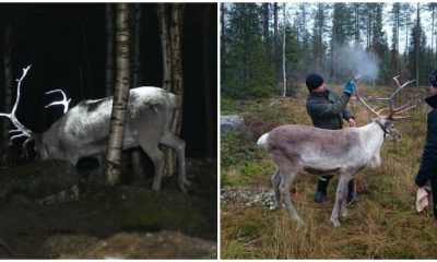 Driving at night can be hazardous, particularly when there are wild animals moving about. At times, it becomes too late to notice wild animals when driving fast on the road. Image source: Reindeer Herder’s Association In some countries, the speed of vehicles at night poses a significant danger to wild animals wandering on the roads. The same problem was observed in Finland, where approximately 4,000 reindeer lose their lives each year in vehicle accidents, resulting in damage costs of around $18 million. It was clear that action needed to be taken. A creative group of thinkers known as the Finnish Reindeer Herders devised a brilliant solution for this issue. They proposed spraying the animals with reflective paint, especially on the big reindeer antlers. This idea aimed to enhance the visibility of the reindeer at night and reduce the risk of accidents. Image source: Reindeer Herder’s Association This is similar to animals wearing bright jackets that make them glow when there's light. "We still check how the spray works on fur, yet we're pretty sure that the spray would be more effective on the antlers," said Anne Ollila, the chairwoman. Image source: Reindeer Herder’s Association However, many people are intrigued by this alternative. Nevertheless, there are still concerns regarding the effectiveness and long-lasting quality of the paint.