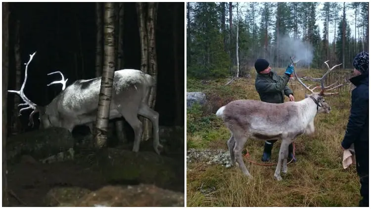 Driving at night can be hazardous, particularly when there are wild animals moving about. At times, it becomes too late to notice wild animals when driving fast on the road. Image source: Reindeer Herder’s Association In some countries, the speed of vehicles at night poses a significant danger to wild animals wandering on the roads. The same problem was observed in Finland, where approximately 4,000 reindeer lose their lives each year in vehicle accidents, resulting in damage costs of around $18 million. It was clear that action needed to be taken. A creative group of thinkers known as the Finnish Reindeer Herders devised a brilliant solution for this issue. They proposed spraying the animals with reflective paint, especially on the big reindeer antlers. This idea aimed to enhance the visibility of the reindeer at night and reduce the risk of accidents. Image source: Reindeer Herder’s Association This is similar to animals wearing bright jackets that make them glow when there's light. "We still check how the spray works on fur, yet we're pretty sure that the spray would be more effective on the antlers," said Anne Ollila, the chairwoman. Image source: Reindeer Herder’s Association However, many people are intrigued by this alternative. Nevertheless, there are still concerns regarding the effectiveness and long-lasting quality of the paint.