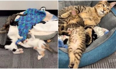 Foster Home Unites Kittens with Special Needs, Forming a Wonderful Connection