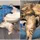 Foster Home Unites Kittens with Special Needs, Forming a Wonderful Connection