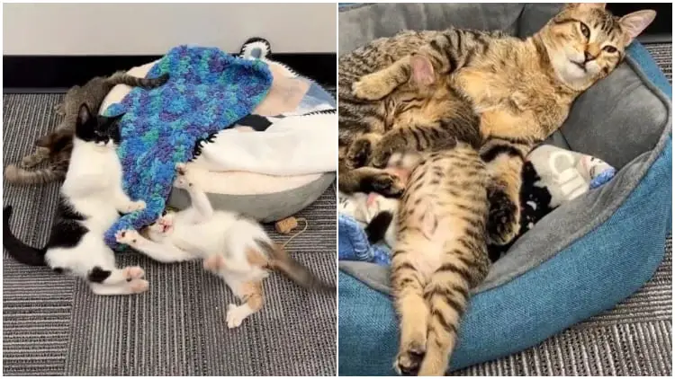 Foster Home Unites Kittens with Special Needs, Forming a Wonderful Connection