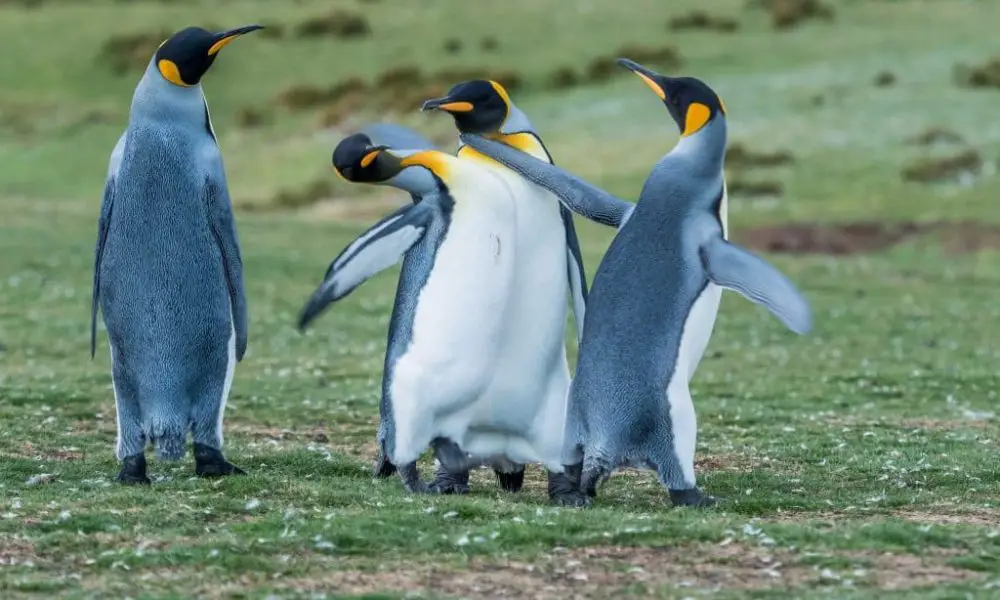 Funny Penguin Showdown on Video Captured The Battle for Female Affection