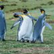 Funny Penguin Showdown on Video Captured The Battle for Female Affection