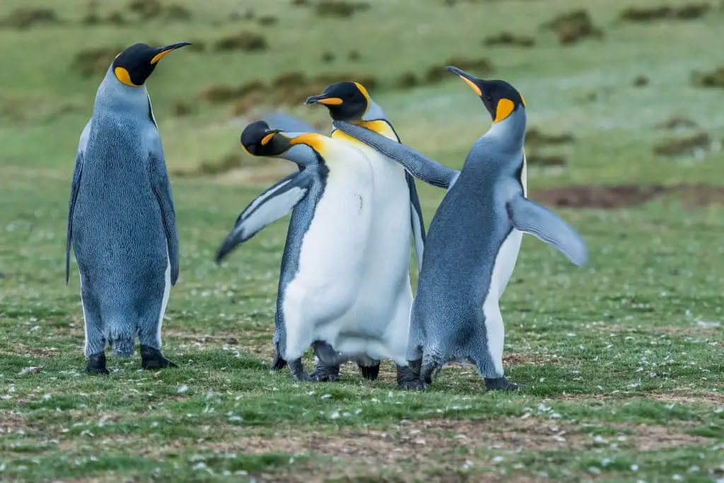 Funny Penguin Showdown on Video Captured The Battle for Female Affection