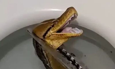 Giant 12-Foot Python Shocks Family by Slithering into Toilet