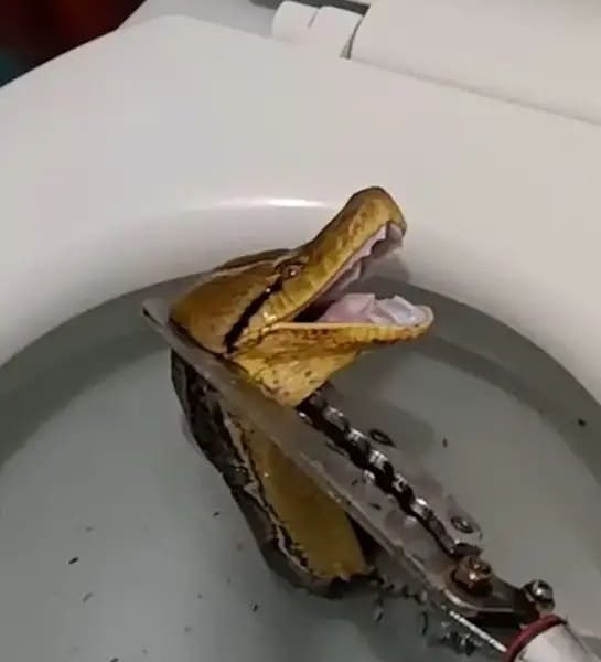 Giant 12-Foot Python Shocks Family by Slithering into Toilet