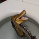 Giant 12-Foot Python Shocks Family by Slithering into Toilet