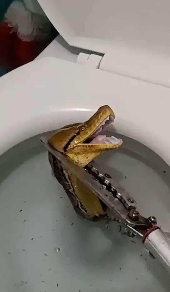 Giant 12-Foot Python Shocks Family by Slithering into Toilet