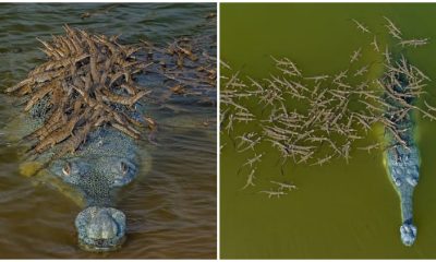 Happy Crocodile Dad Takes More Than 100 of His Kids for a Ride