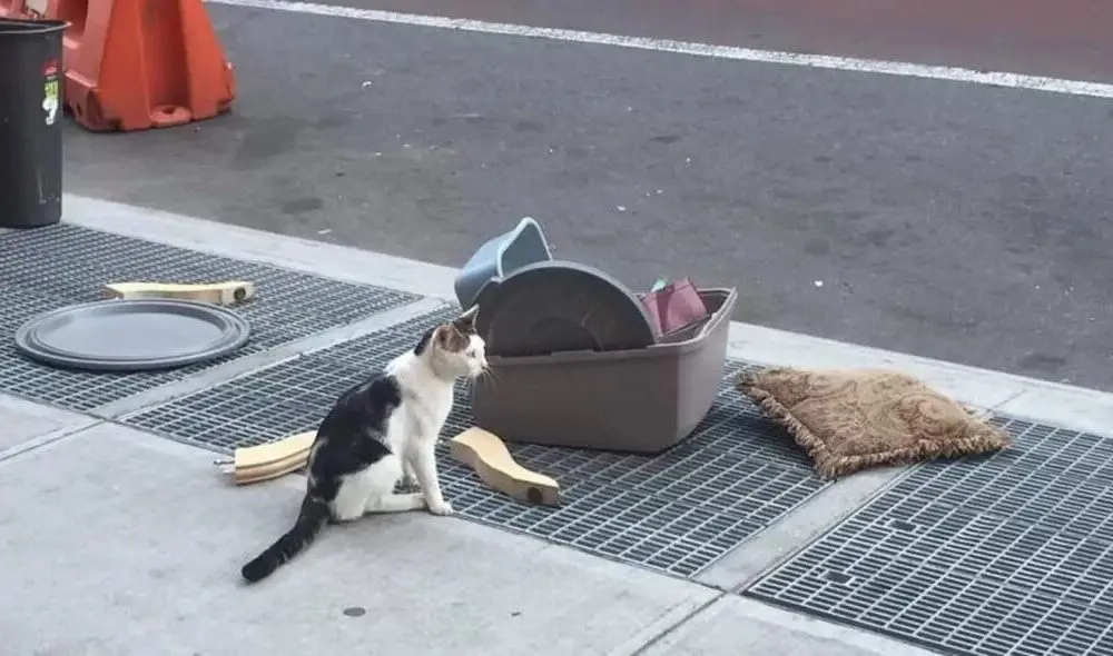 Heartbreaking Moments as Cat Abandoned on Crowded Street with Its Belongings