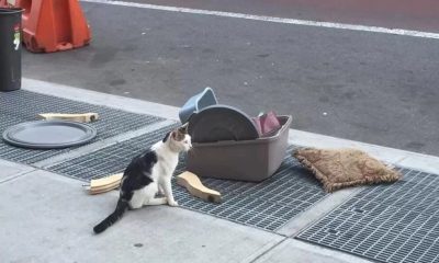 Heartbreaking Moments as Cat Abandoned on Crowded Street with Its Belongings