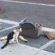 Heartbreaking Moments as Cat Abandoned on Crowded Street with Its Belongings