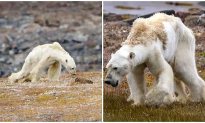 Heartbreaking Video Shows Starving Bear's Struggle Due to Climate Change