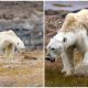 Heartbreaking Video Shows Starving Bear's Struggle Due to Climate Change