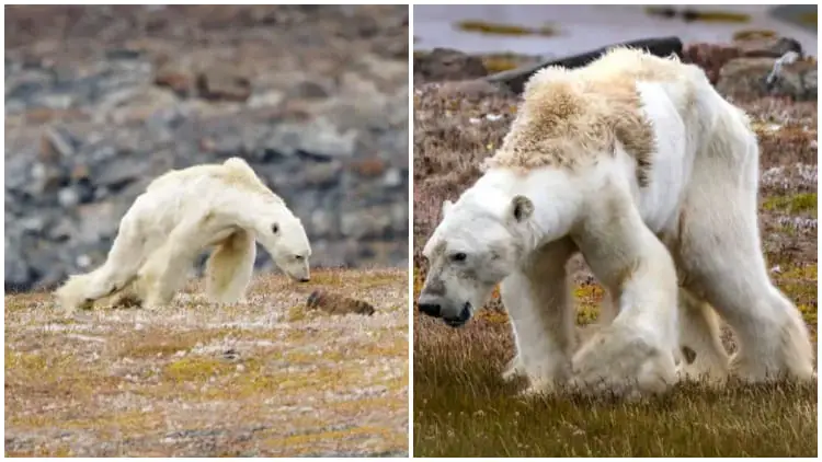 Heartbreaking Video Shows Starving Bear's Struggle Due to Climate Change
